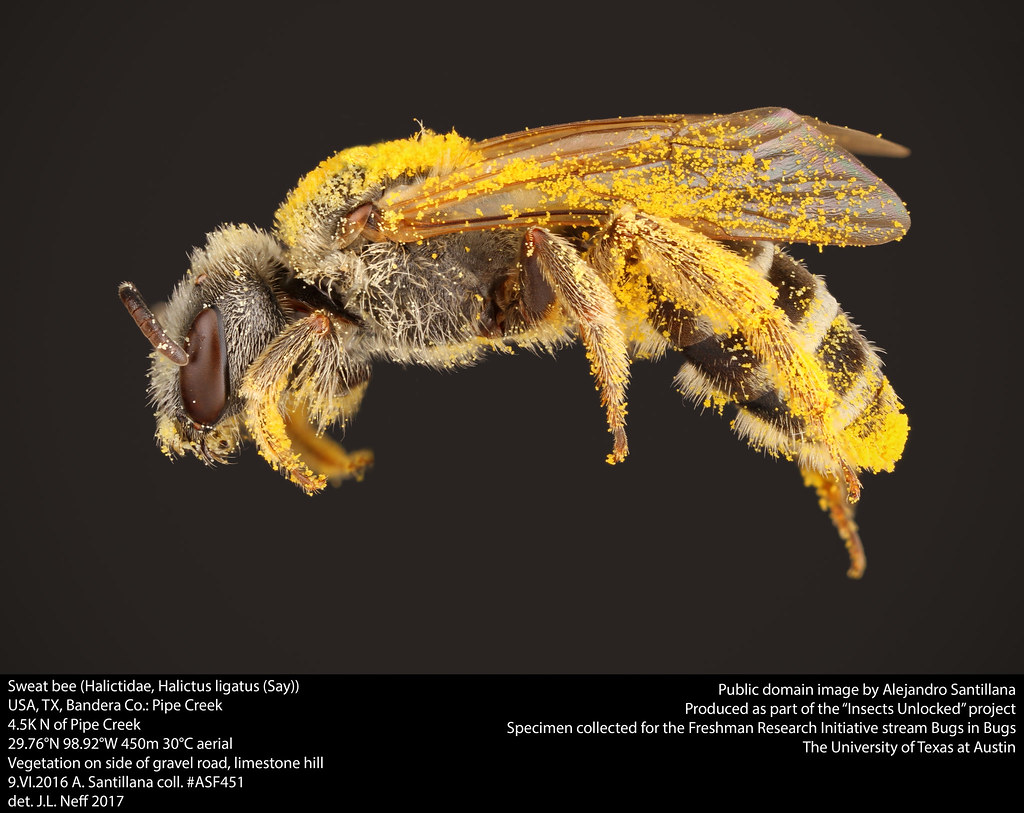 sweat bee size